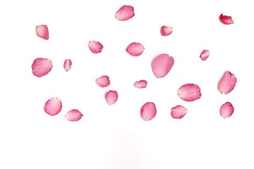 A group of sweet pink rose corollas on white isolated background for a beautiful flora backdrop 