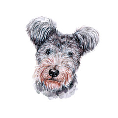 Watercolor illustration of a funny dog. Hand made character. Portrait cute dog isolated on white background. Watercolor hand-drawn illustration. Popular breed dog.  Pumi - Rumi dog