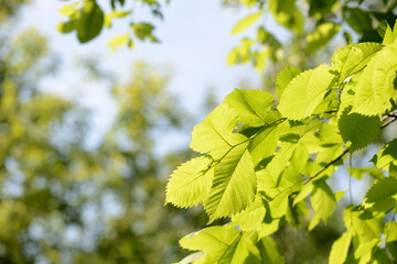 Hazelnut leaves lit by the sun on a summer morning. Walk in the woods. Natural background
