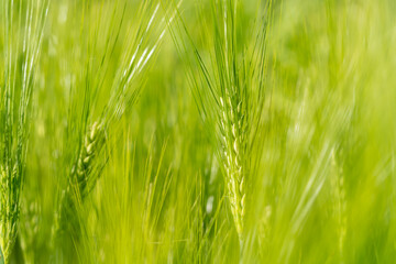 Green wheat field, growing barley