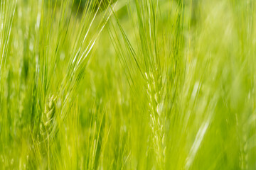 Green wheat field, growing barley