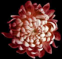 flower red chrysanthemum . Flower isolated on the black background. No shadows with clipping path. Close-up. Nature.