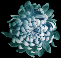 flower  turquoise chrysanthemum . Flower isolated on the black background. No shadows with clipping path. Close-up. Nature.