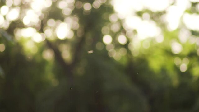Beautiful blurry green nature abstract 4k video background. Defocused sunny foliage of old trees and soft particles of poplar pollen fluffs flying in sunset air blown by wind.
