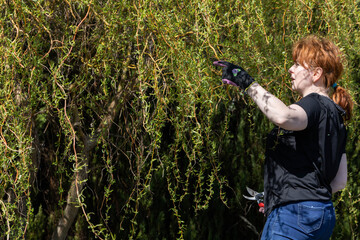 Weeping willow in early spring. Red-haired pruns pruning shears and too long hanging tree branches.
