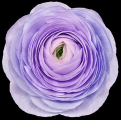 flower purple rose. .Flower isolated on the black background. No shadows with clipping path. Close-up. Nature.
