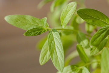 Fototapeta na wymiar fresh green mint leaves