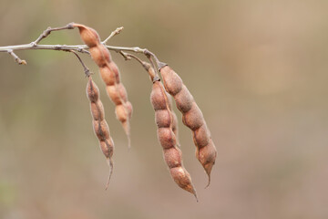 closeup of lentils plants in the Republic of Mauritius.