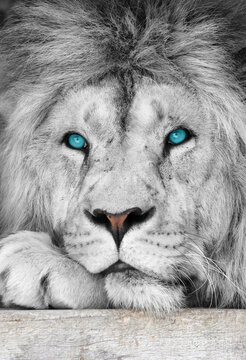 Lion albino with blue eyes close-up