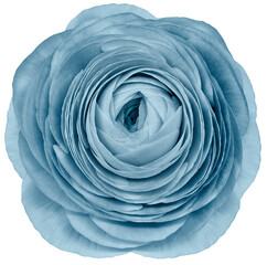 flower blue  rose. .Flower isolated on a white background. No shadows with clipping path. Close-up. Nature.