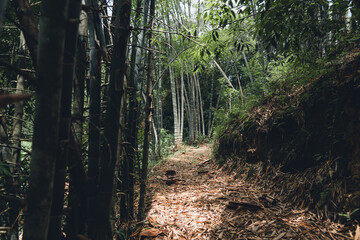 Bamboo stems Bamboo trees in the forest Green in nature