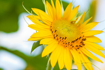 outdoor photography of sunflower in the Republic of Mauritius,Africa