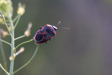 A macro shot of a red beetle seen in June