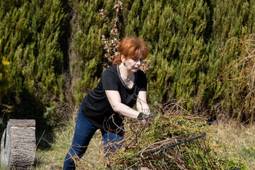 Naklejka na ściany i meble A young woman moves the cut branches of a confusing willow to the place of scaling and arranges a large pile.