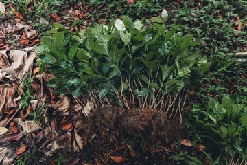 Young coffee trees are planted under the shade of large trees