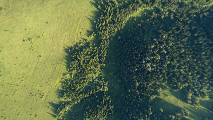 Aerial top: mountain forest, texture of meadow view from above. Drone's Eye - tree green background. high-quality back for design and layout, the concept of summer meadows bordering an array of trees