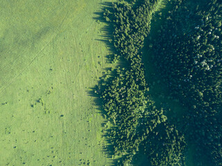 Aerial top: mountain forest, texture of meadow view from above. Drone's Eye - tree green background. high-quality back for design and layout, the concept of summer meadows bordering an array of trees