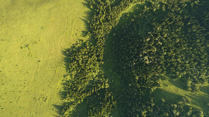 Aerial top: mountain forest, texture of meadow view from above. Drone's Eye - tree green background. high-quality back for design and layout, the concept of summer meadows bordering an array of trees