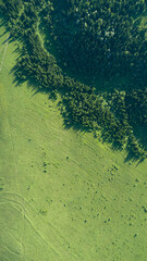 Aerial top: mountain forest, texture of meadow view from above. Drone's Eye - tree green background. high-quality back for design and layout, the concept of summer meadows bordering an array of trees