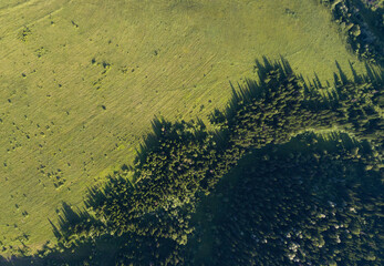 Aerial top: mountain forest, texture of meadow view from above. Drone's Eye - tree green background. high-quality back for design and layout, the concept of summer meadows bordering an array of trees