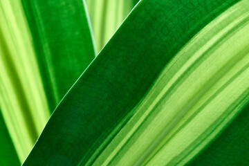 Striking background image of variegated green leaves; taken in macro with selective-focus, looking up through. 