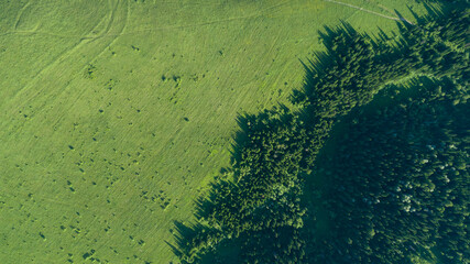 Aerial top: mountain forest, texture of meadow view from above. Drone's Eye - tree green background. high-quality back for design and layout, the concept of summer meadows bordering an array of trees