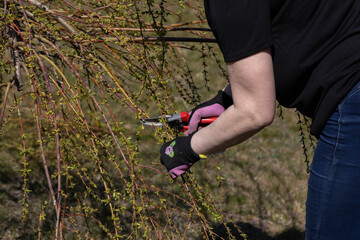 Weeping willow in early spring. Red-haired pruns pruning shears and too long hanging tree branches.