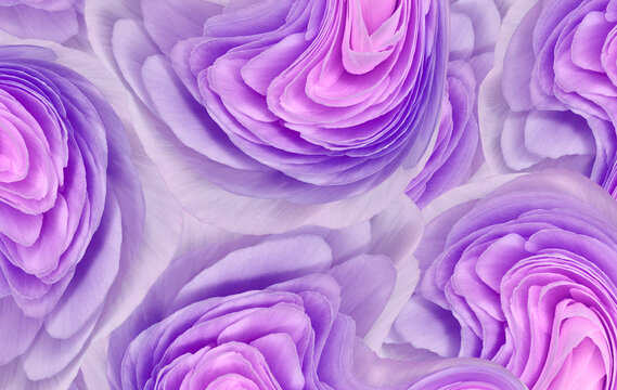 Floral purple background.. Flower petals close-up. Nature. © nadezhda F