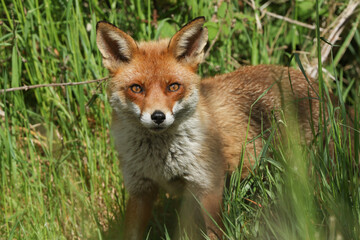 A wild Red Fox, Vulpes vulpes, hunting in a field in spring.