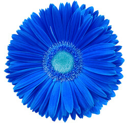 gerbera flower blue. Flower isolated on a white background. No shadows with clipping path. Close-up. Nature.