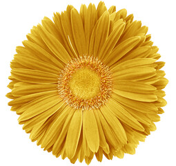 gerbera flower yellow.   Flower isolated on a white background. No shadows with clipping path. Close-up. Nature.