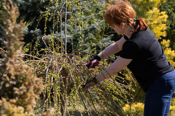 Weeping willow in early spring. Red-haired pruns pruning shears and too long hanging tree branches.