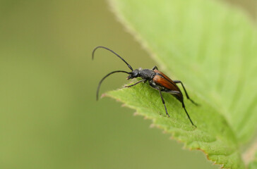 A male Longhorn Beetle, Stenurella melanura, perching on a leaf in woodland in the UK.