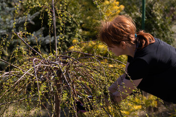 Weeping willow in early spring. Red-haired pruns pruning shears and too long hanging tree branches.