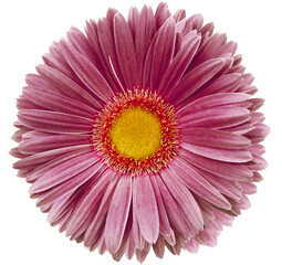 gerbera flower  purple.   isolated on a white background. No shadows with clipping path. Close-up. Nature.
