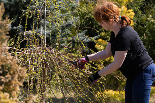 Weeping willow in early spring. Red-haired pruns pruning shears and too long hanging tree branches.