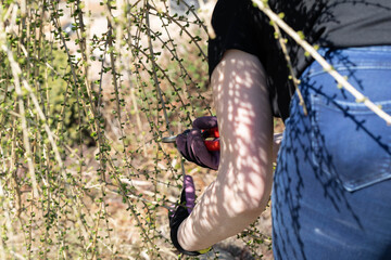 Red-haired woman pruning branches of larch pruning during spring cleaning on the holiday plot.