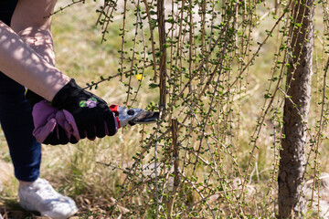 Red-haired woman pruning branches of larch pruning during spring cleaning on the holiday plot.