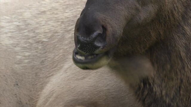 Elk bull chewing the cud in Mammoth, Yellowstone National Park, USA