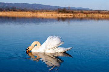 A white majestic swan floats in front of a wave of water. Young swan in the middle of the water....