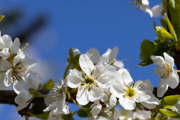 The plum tree in the spring is often showered with a million white flowers.