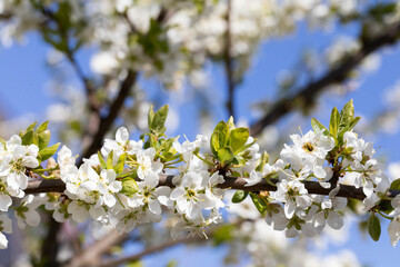 The plum tree in the spring is often showered with a million white flowers.