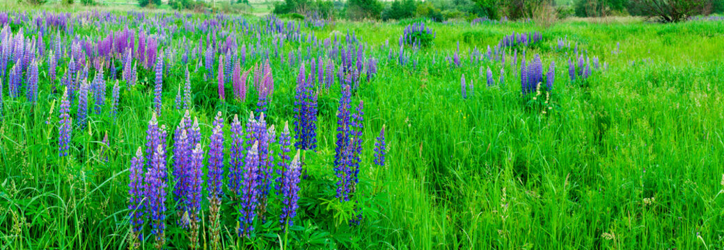 Bouquet of lupine summer flower background. Lupine fields with pink, purple and blue flowers. Beautiful wildlife, sunny summer. Panorama of blue flowers © mikhailgrytsiv