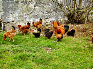 Free range chickens and cockerels displaying a many coloured and ornate plumage
