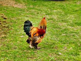 Large free range cockerel displaying a many coloured and ornate plumage
