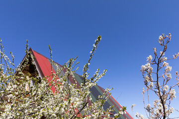 Blossoming plum in the spring against the backdrop of a single-family house on a summer plot.
