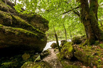 Picturesque forest trail in the Austrian Alps.