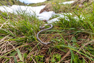 Snake in the grass on the top of the Schafberg mountain in Austria.