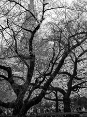 An old and huge sakura tree in a park