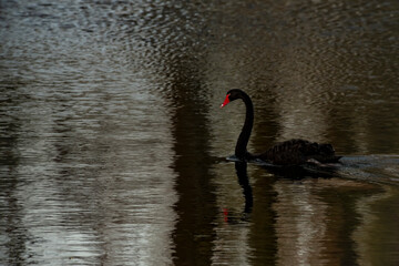 Black swan swimmin in dark water
